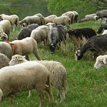 Яворівська мандрівка «Від вівці — до ліжника»