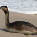 Відпочинок на Азовському морі (Кирилівка)